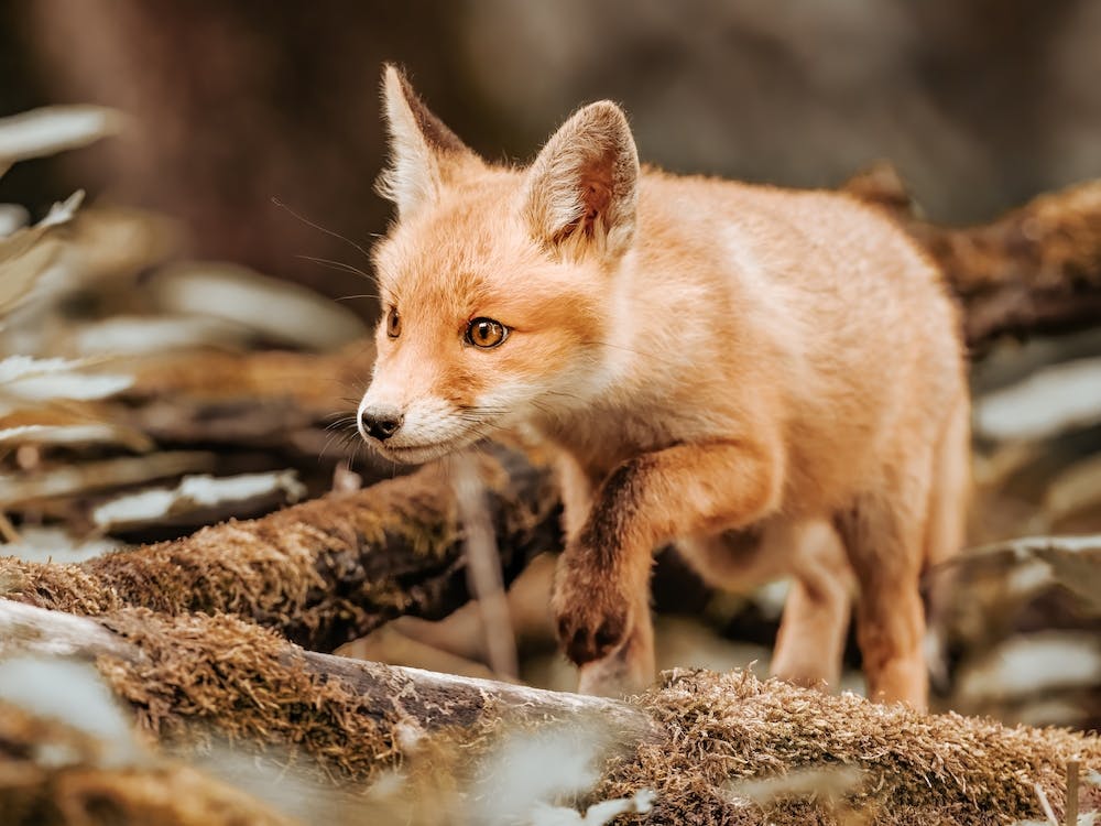 Red Fox Cub