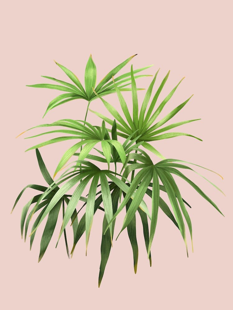 Palmen Pink