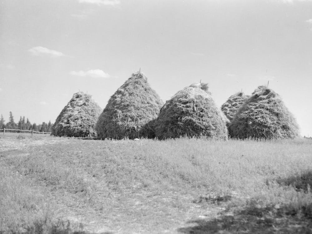 Method Of Stacking Hay, Northcentral Minnesota By Russell Lee