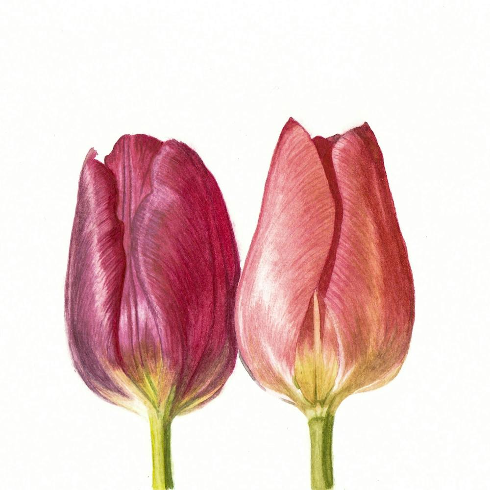 Watercolor Tulips