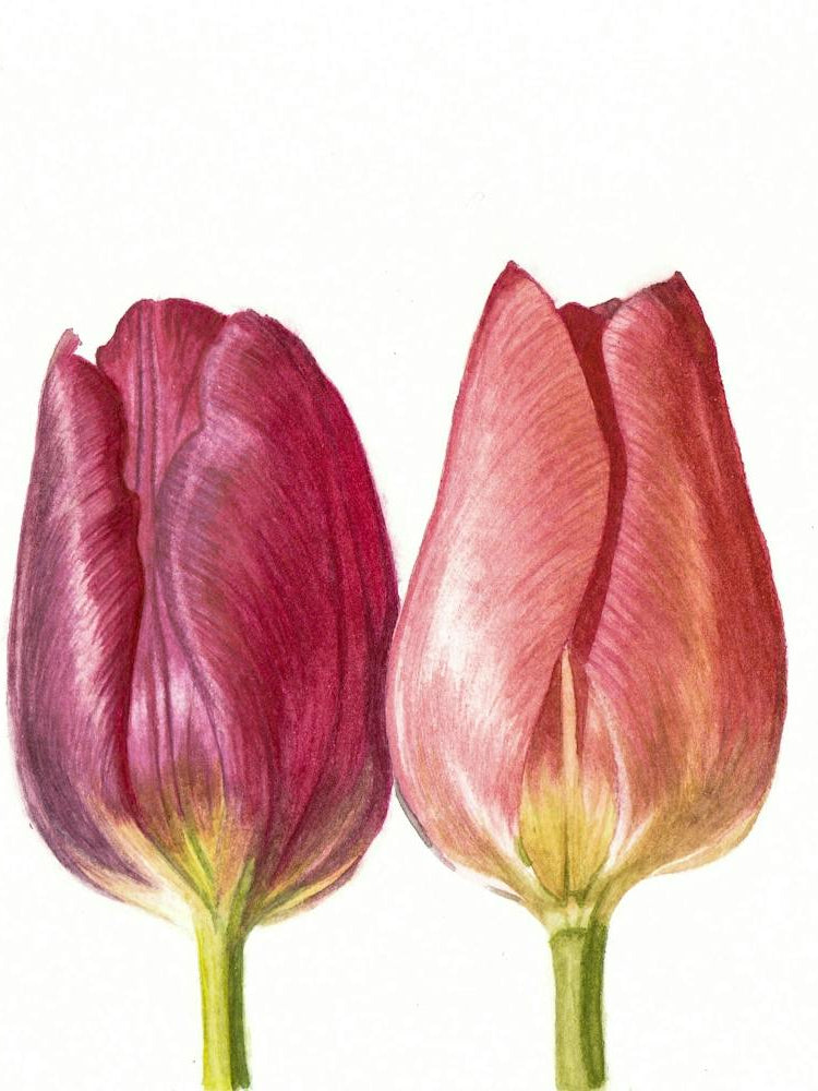 Watercolor Tulips