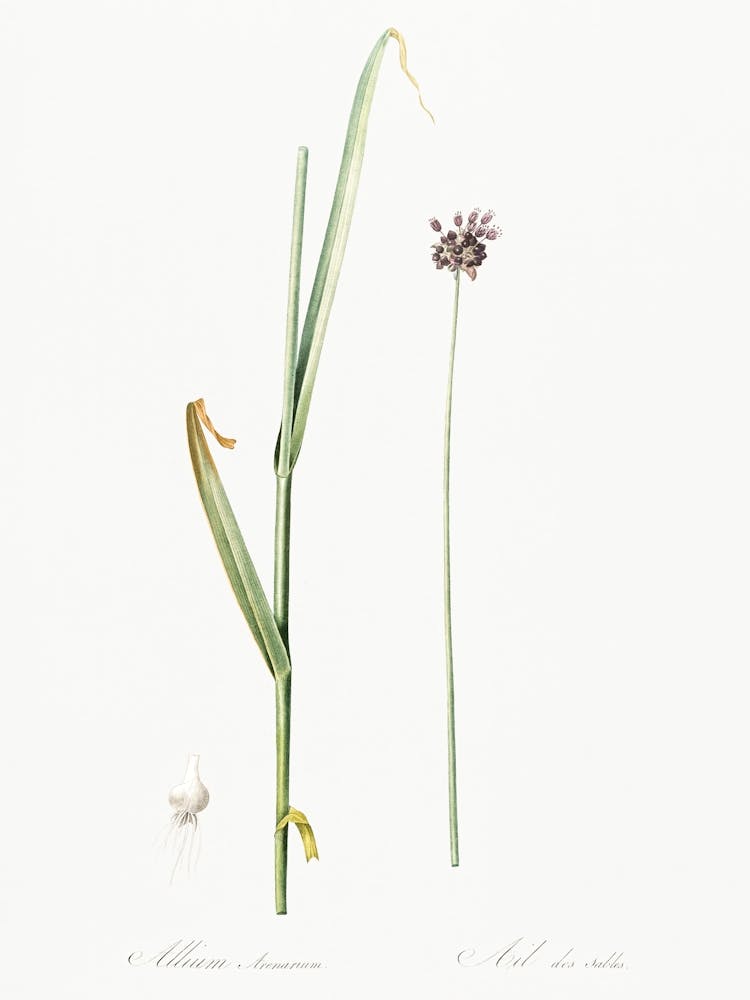 Sand Leek Illustration From Les Liliacées (1805), Pierre Joseph Redoute