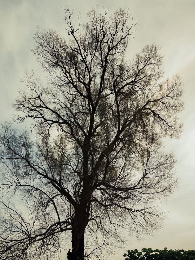 Silhouette Of Bare Tree 1