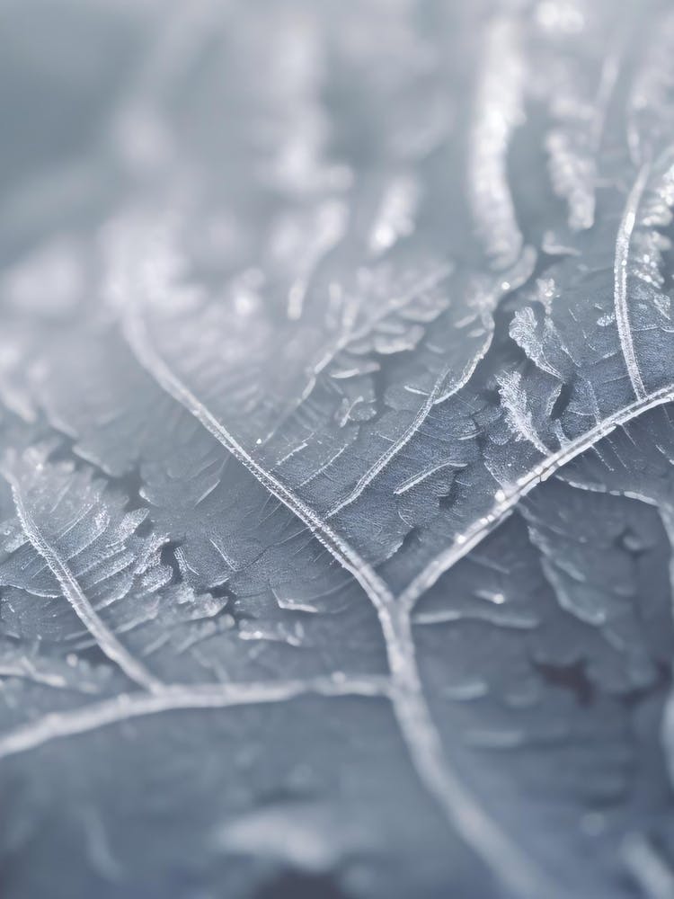 Frost On A Leaf 1