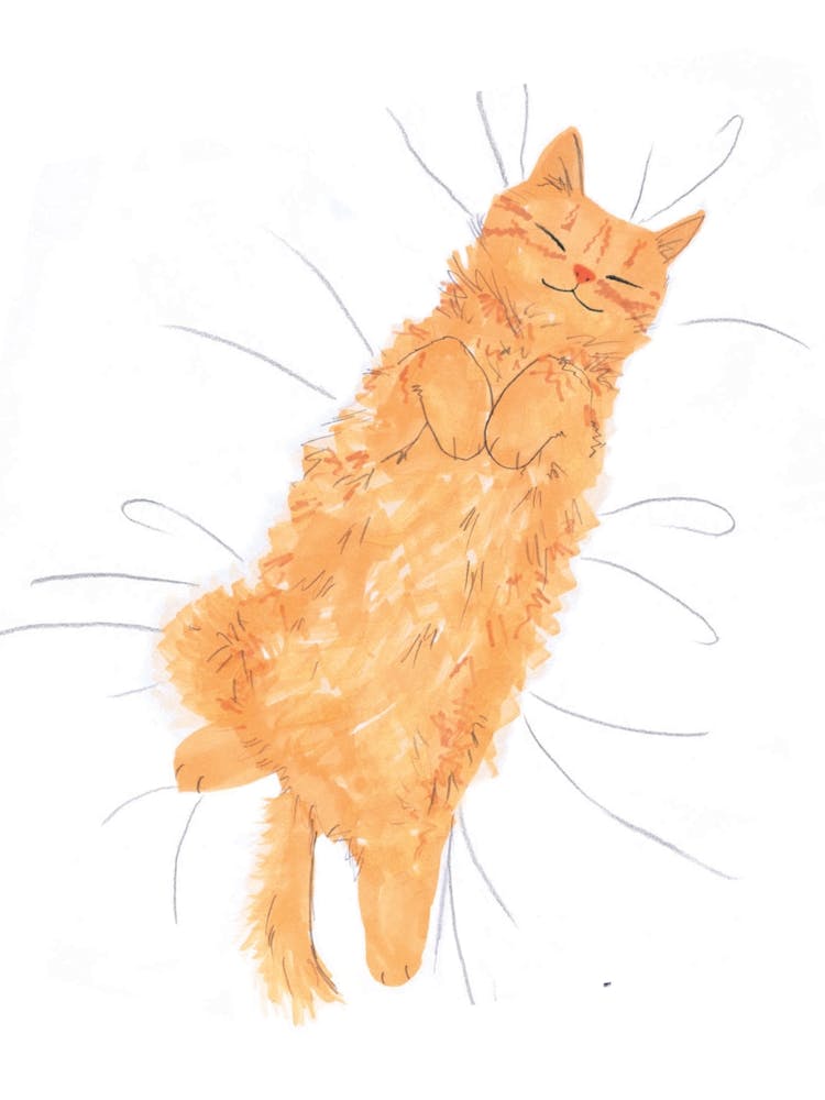 Ginger Cat Sleeping