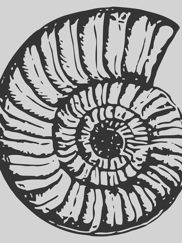 Ammonite