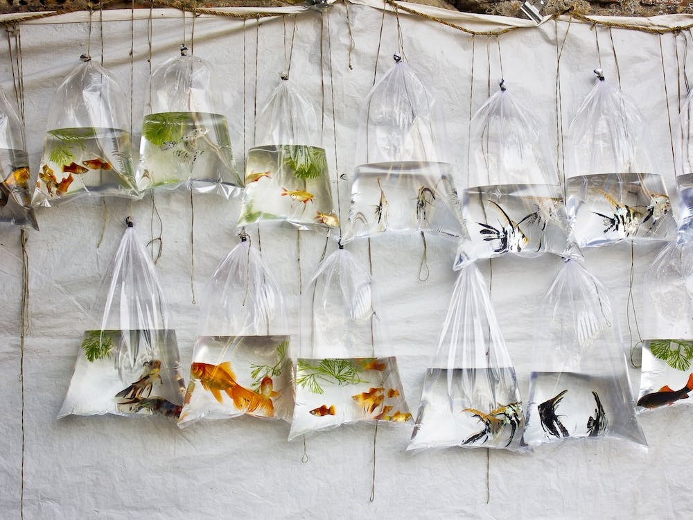 The Wall Of Fish