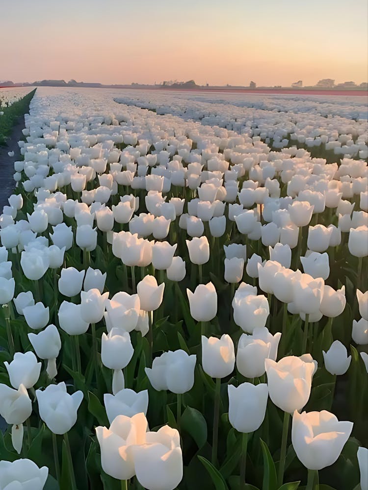Tulip Field At Sunset
