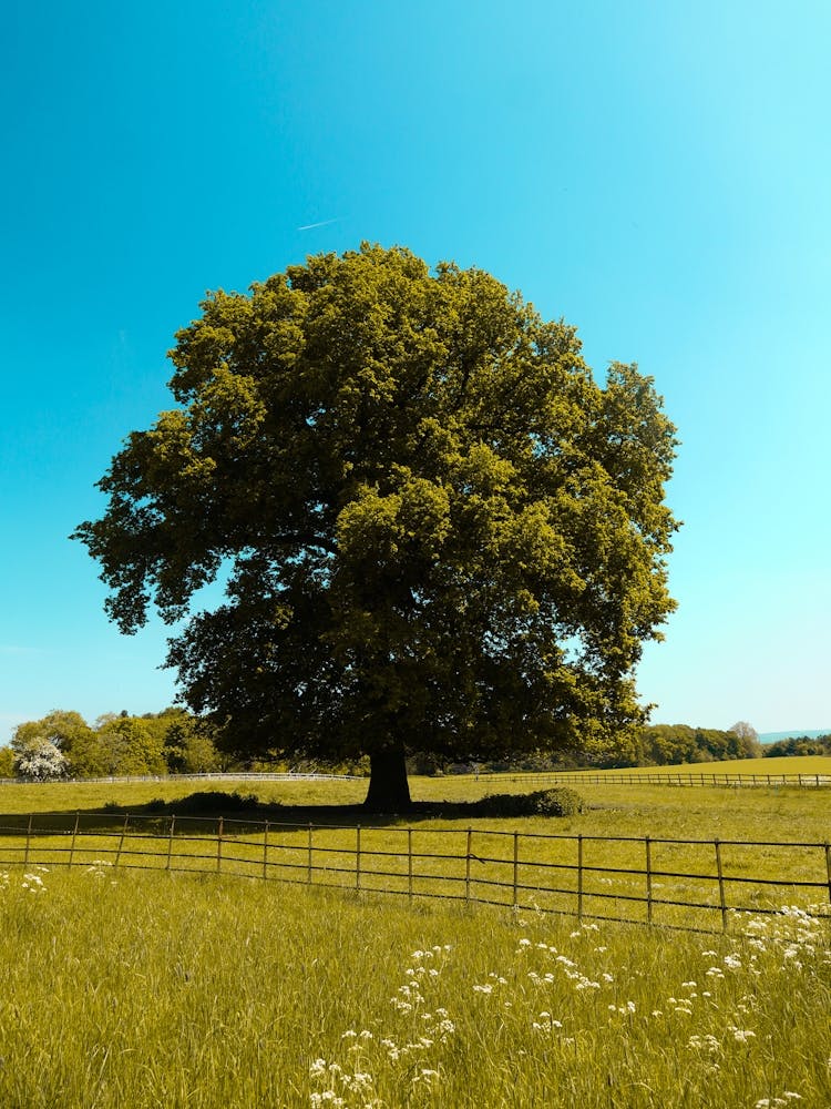 Grand Chêne Dans un Champ En Été