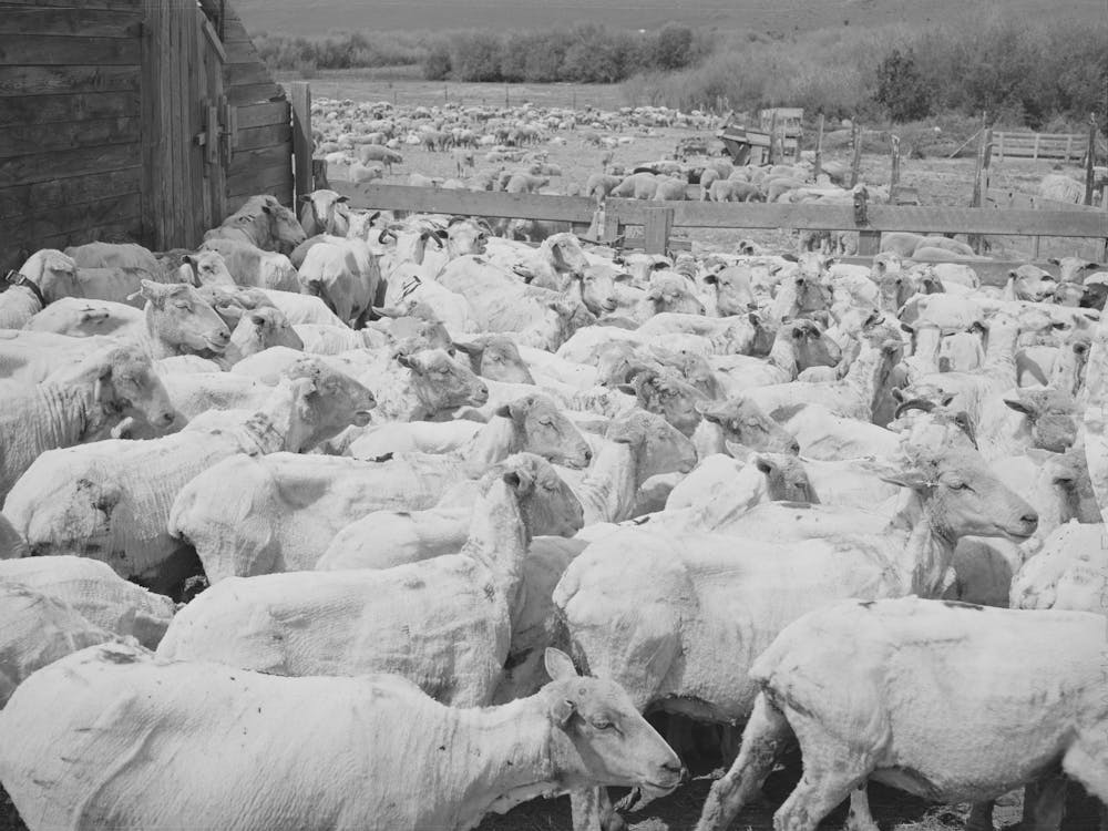 Unbetiteltes Foto, möglicherweise bezogen auf frisch geschorene Schafe auf einer Ranch in Malheur County, Oregon von Russell Lee