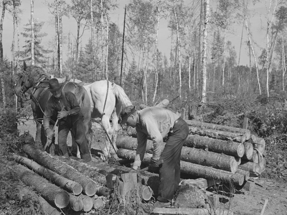 Untitled Photo, Possibly Related To Piling Timber At Camp Near Effie, Minnesota By Russell Lee