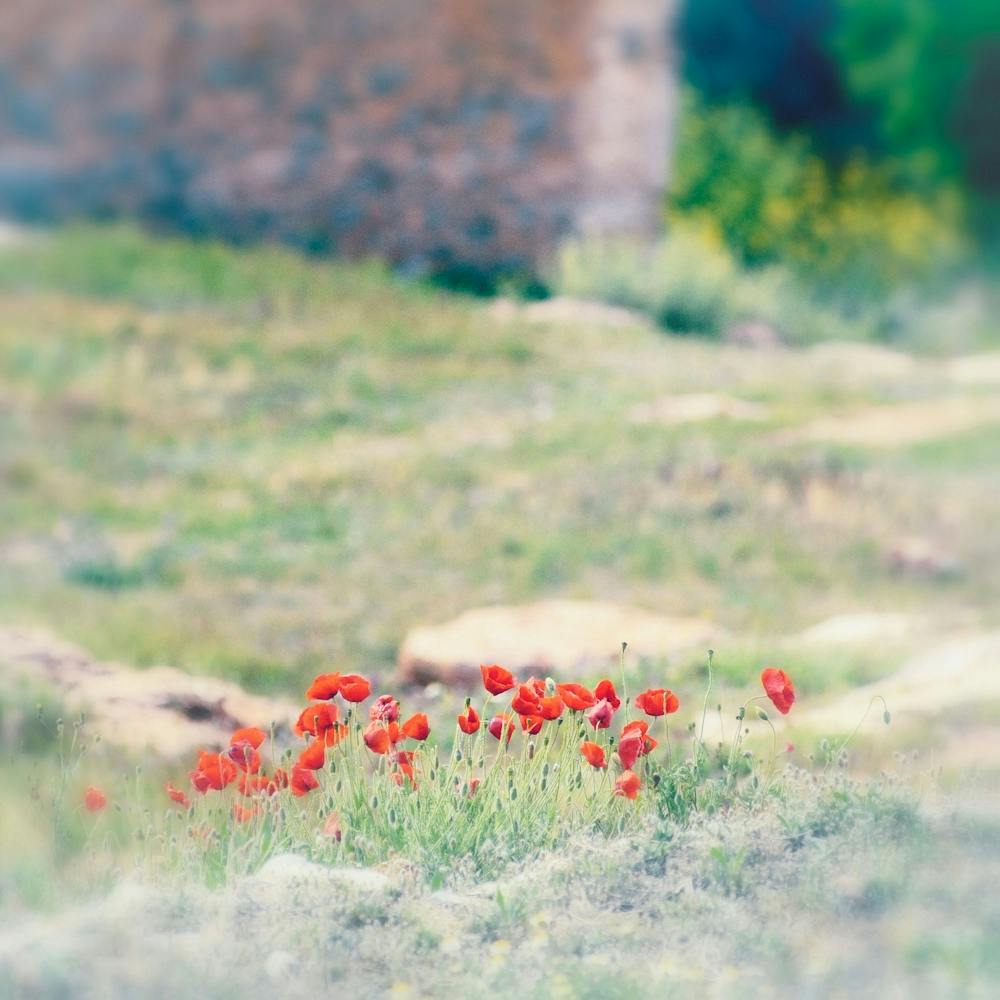 Poppies In Rocky Landscape