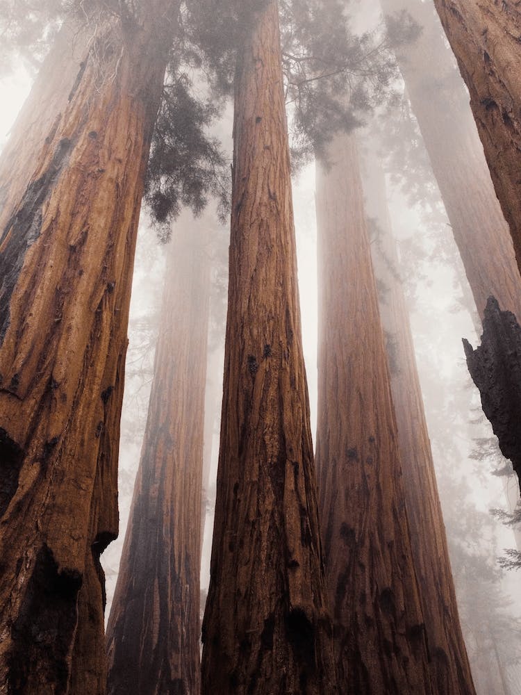 Foggy Redwood Forest