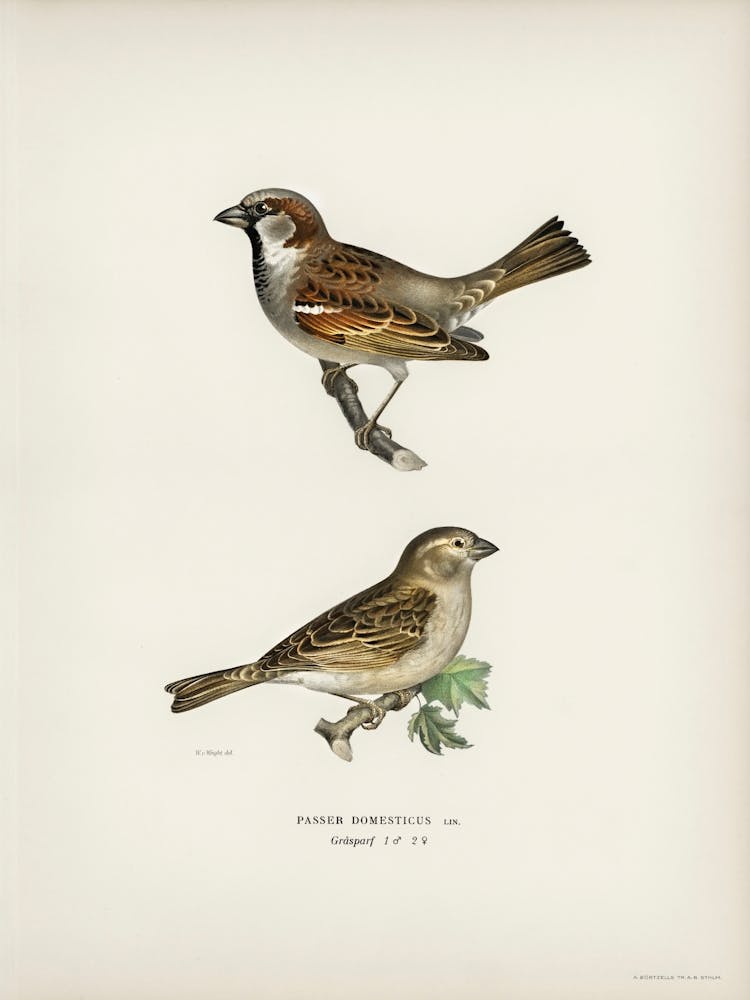 Common Chiffchaff, The Von Wright Brothers 1