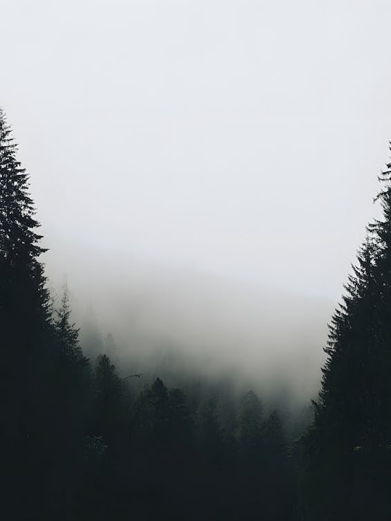 Atmospheric Foggy Forest Print - Misty Woods Wall