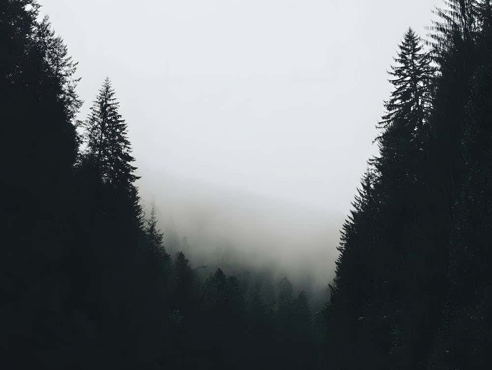 Atmospheric Foggy Forest Print - Misty Woods Wall