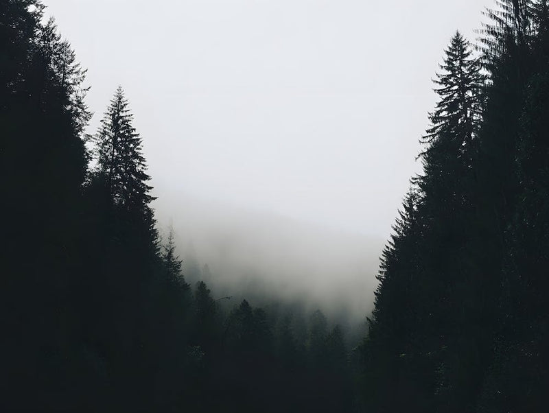 Atmospheric Foggy Forest Print - Misty Woods Wall
