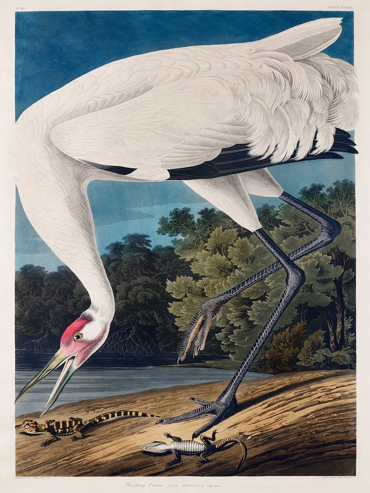 Hooping Crane   Birds Of America, John James Audubon