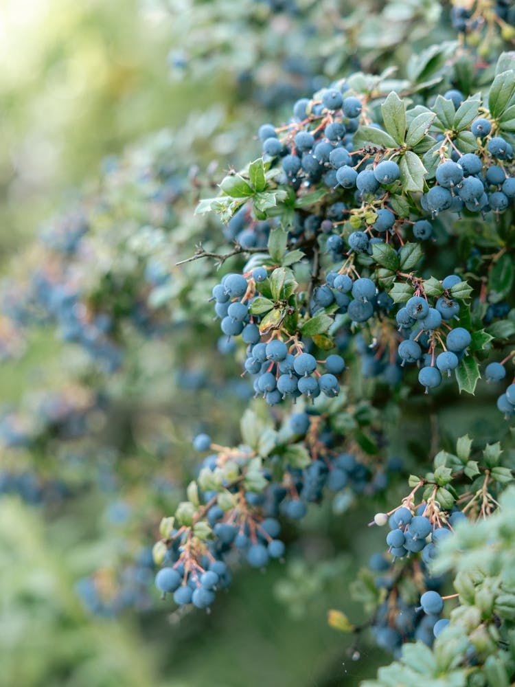 Berry Bliss