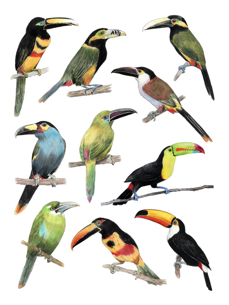 Toucans