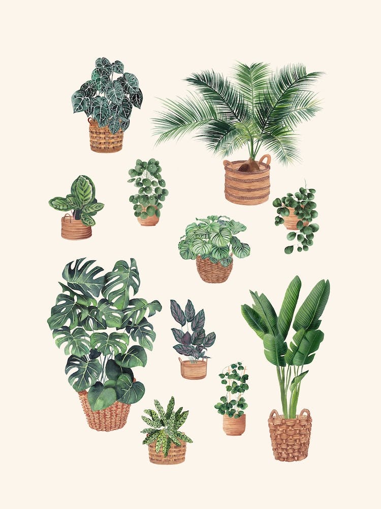 Plants Collection 5