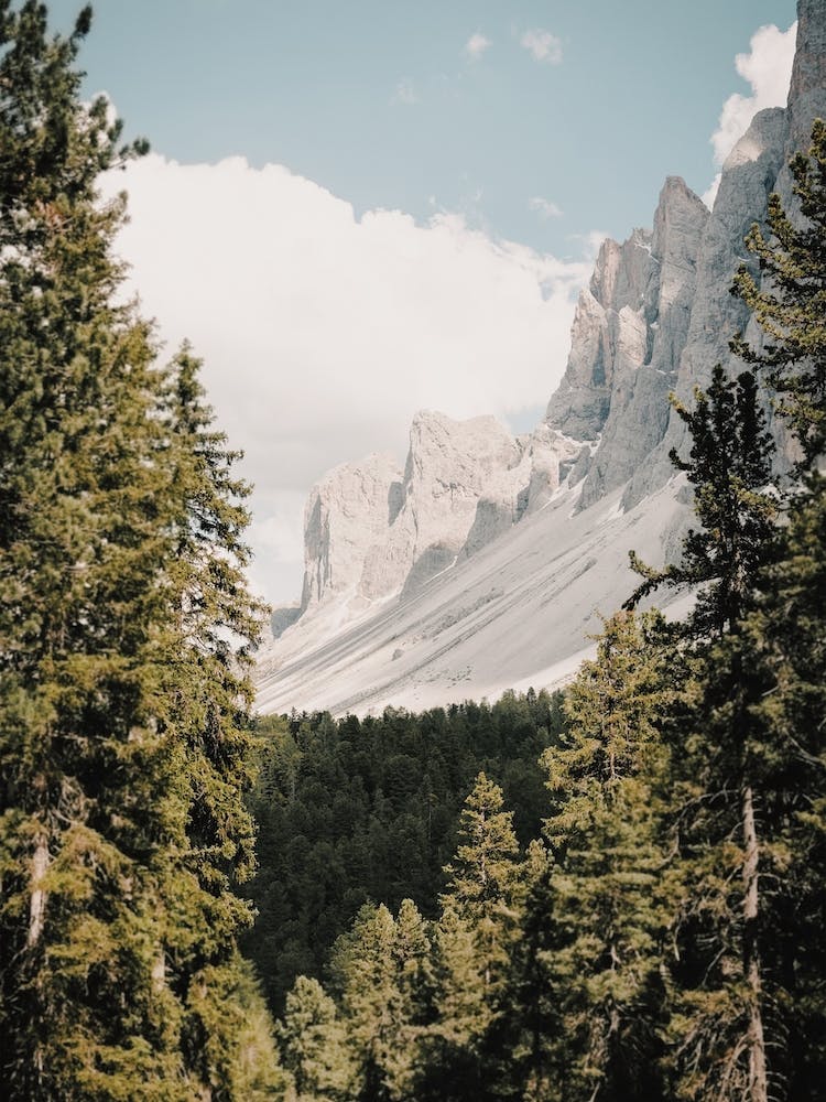 Mountain Forest View