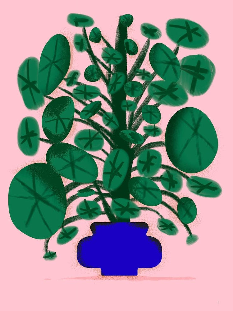 A Pilea