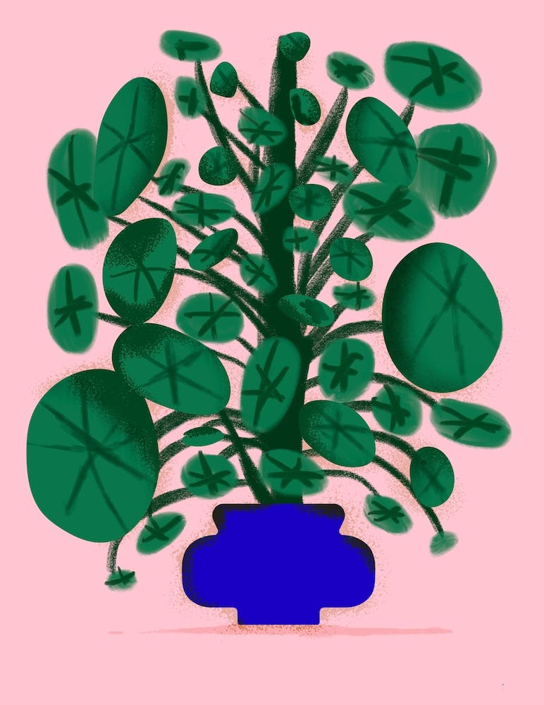A Pilea