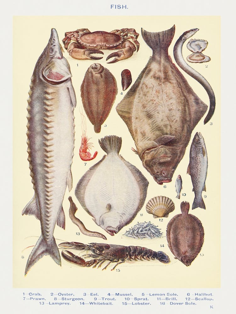 Fish II Crab, Oyster