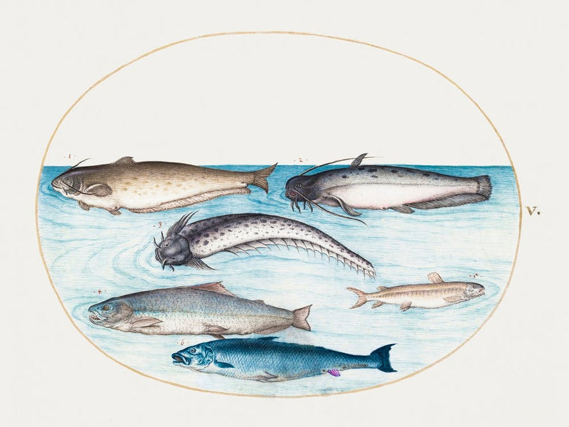 Catfish, Salmon And Other Fish (1575–1580), Joris Hoefnagel