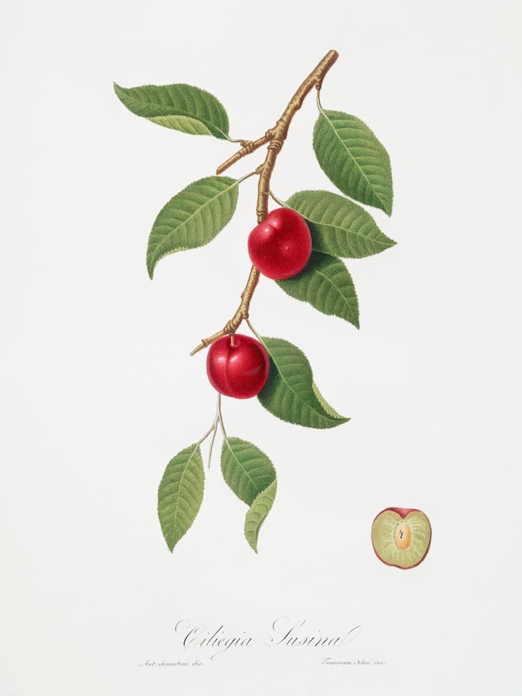 Cherry Plum (Myrobalan Plum) From Pomona Italiana (1817 - 1839) , Giorgio Gallesio
