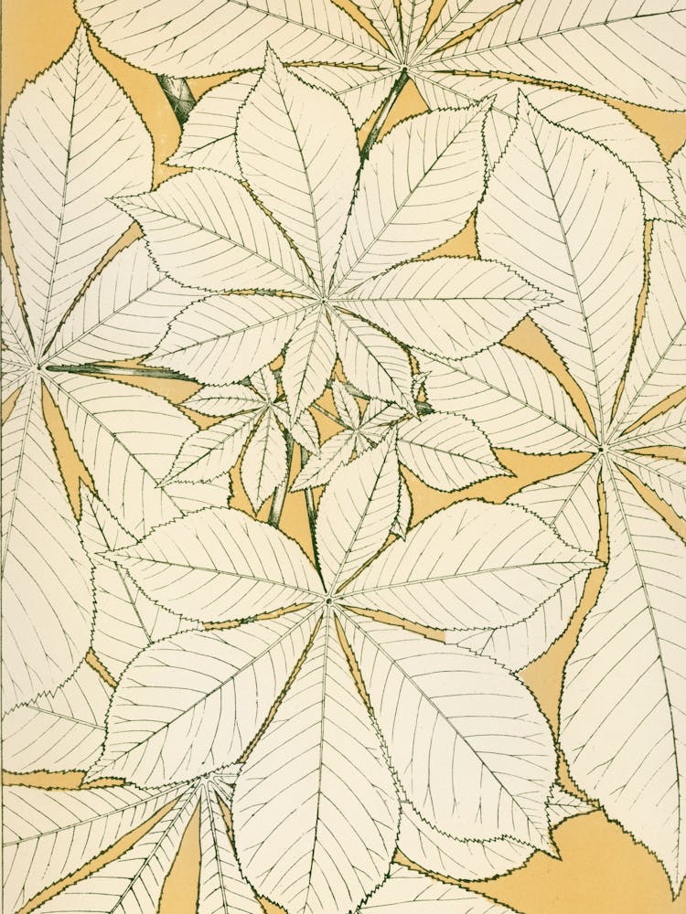 Apricot Leaves