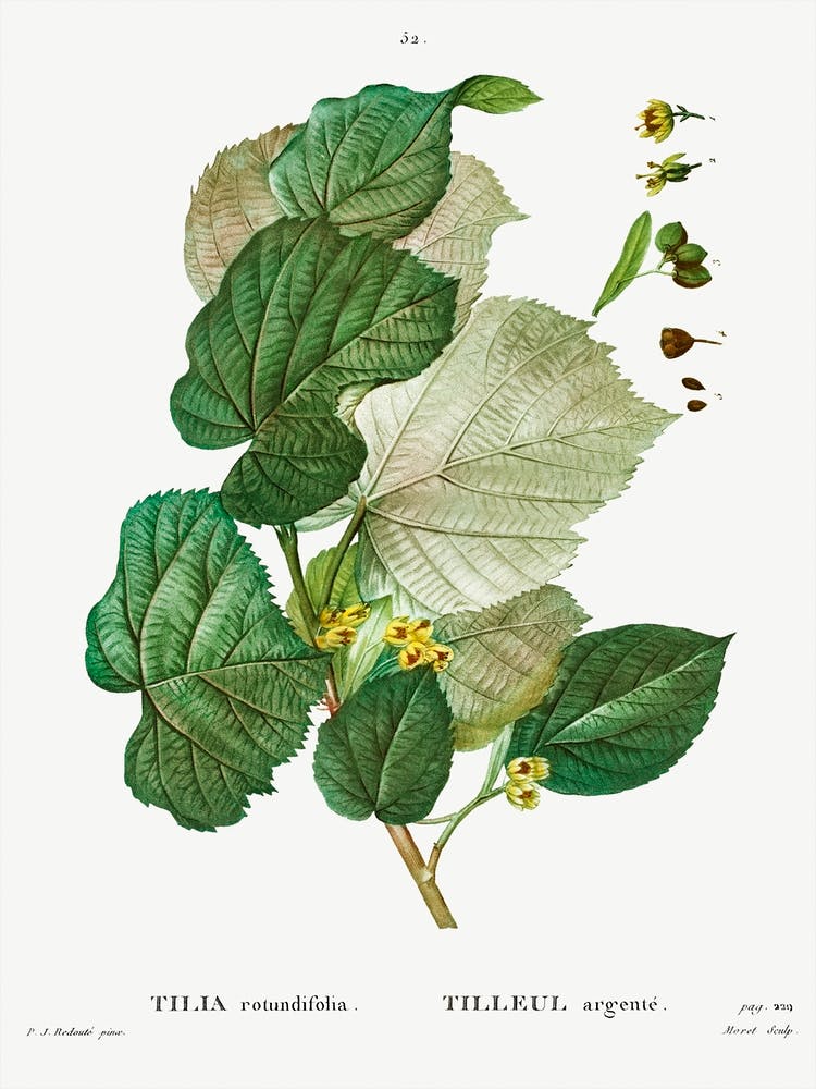 Tilia Rotundifolia, Pierre Joseph Redoute