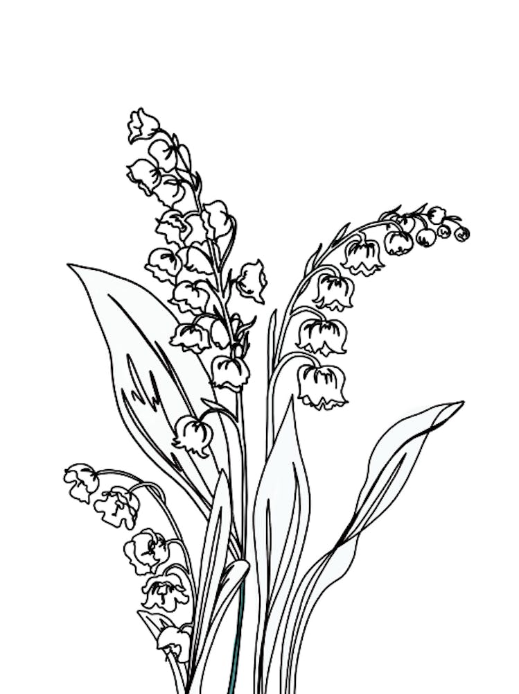 Lily Of The Valley Drawing