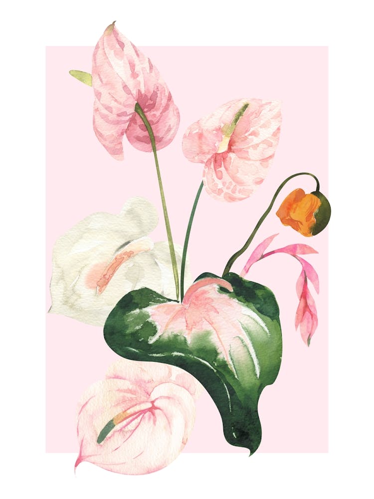 Pink Hibiscus Flowers