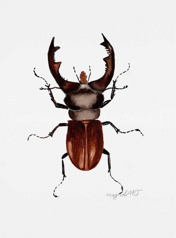 Lucanus cervus, the stag beetle, watercolor artwork