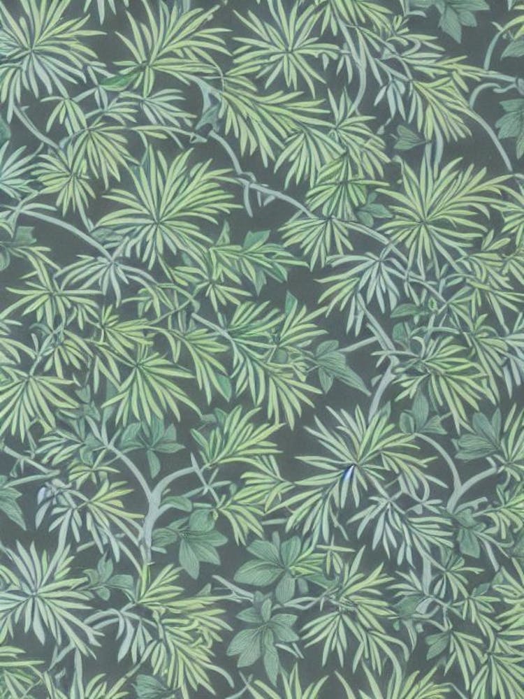 Japanese Black Pine 2 tree Vintage Botanical