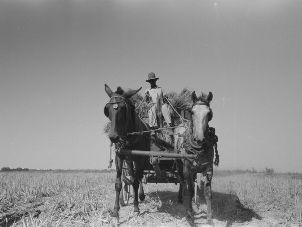 Untitled Photo, Possibly Related To Latest Method Of Transporting Rice From The Field To Thresher, Near Crowley