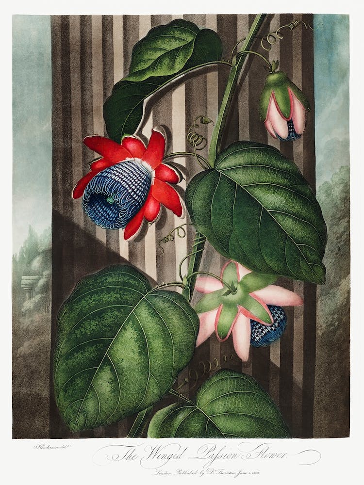 The Winged Passion Flower From The Temple Of Flora (1807), Robert John Thornton