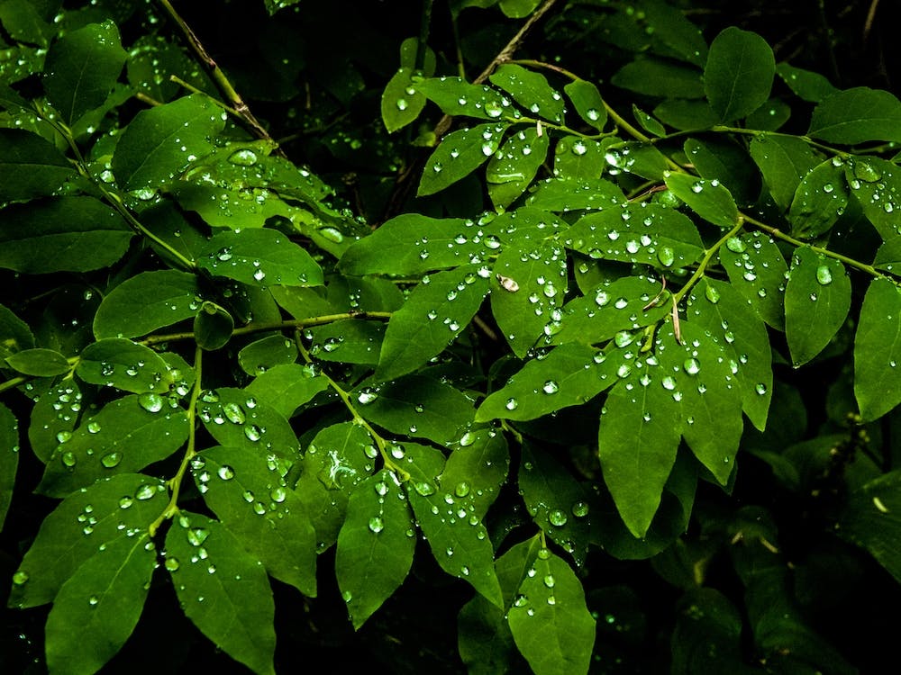Water Drops On Leaves