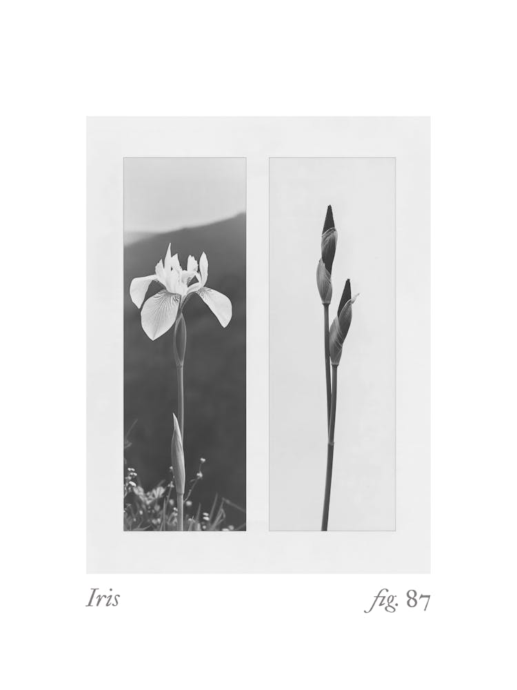 Iris Botanical Collage 1