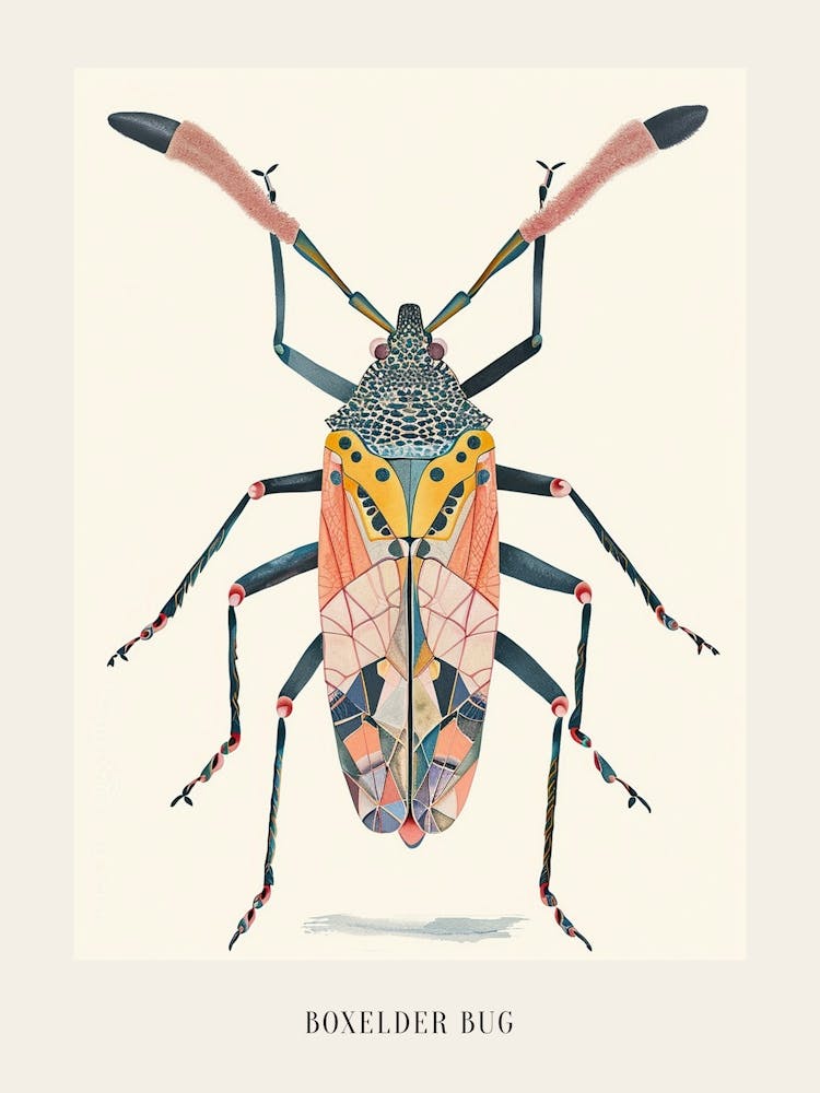 Colourful Insect Illustration Boxelder Bug 2 Poster