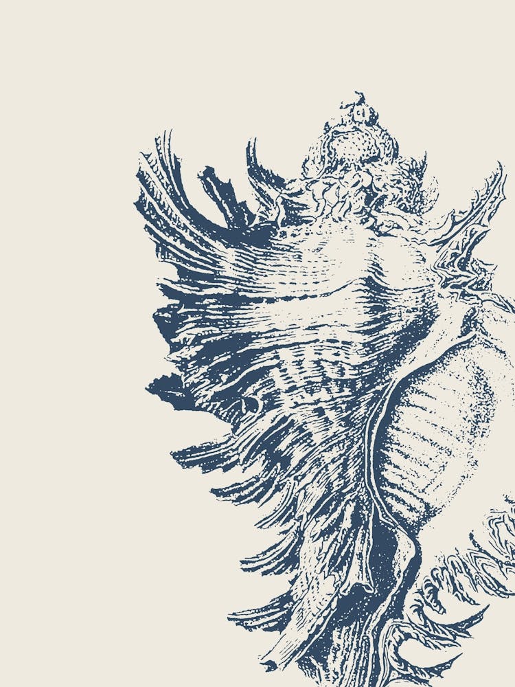 Seashell in Blue, Beach Decor, Minimalist Coastal Art