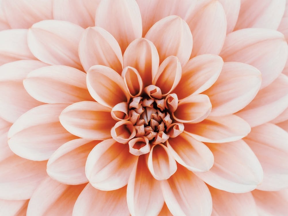 Pastel Pink Dahlia Flower