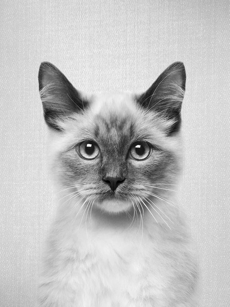 Cat - Black & White