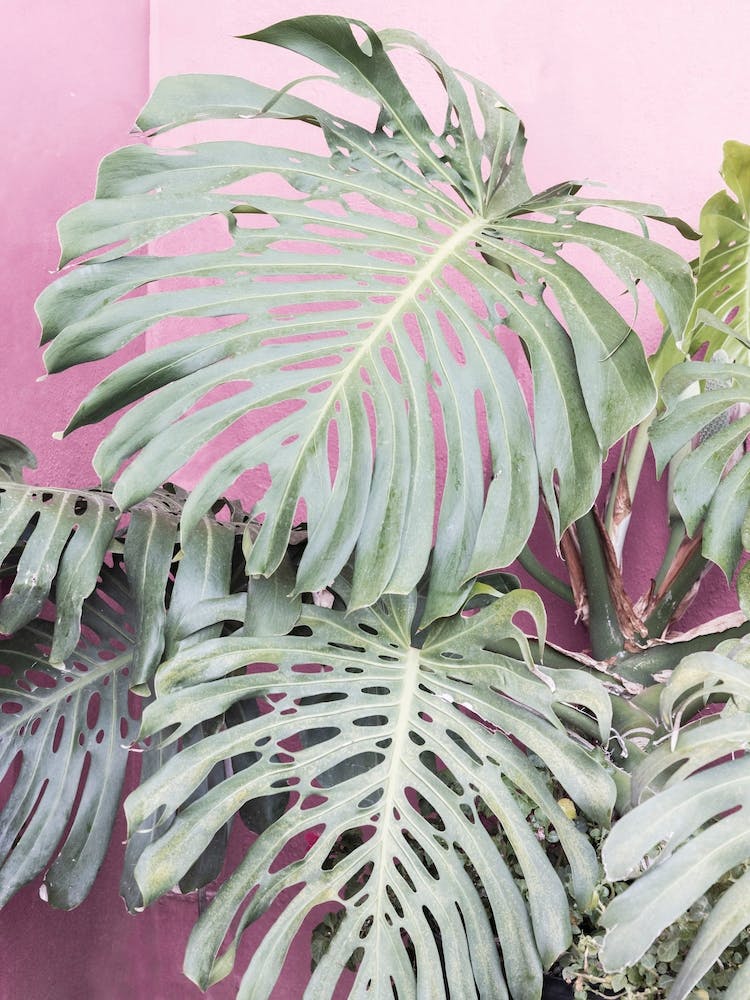 Wild Monstera