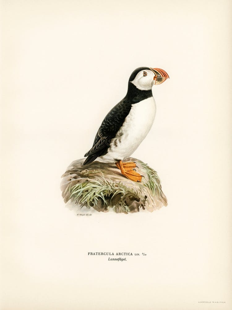 Atlantic Puffin (Fratercula Arctica), The Von Wright Brothers 1