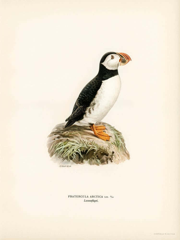 Atlantic Puffin (Fratercula Arctica), The Von Wright Brothers 1