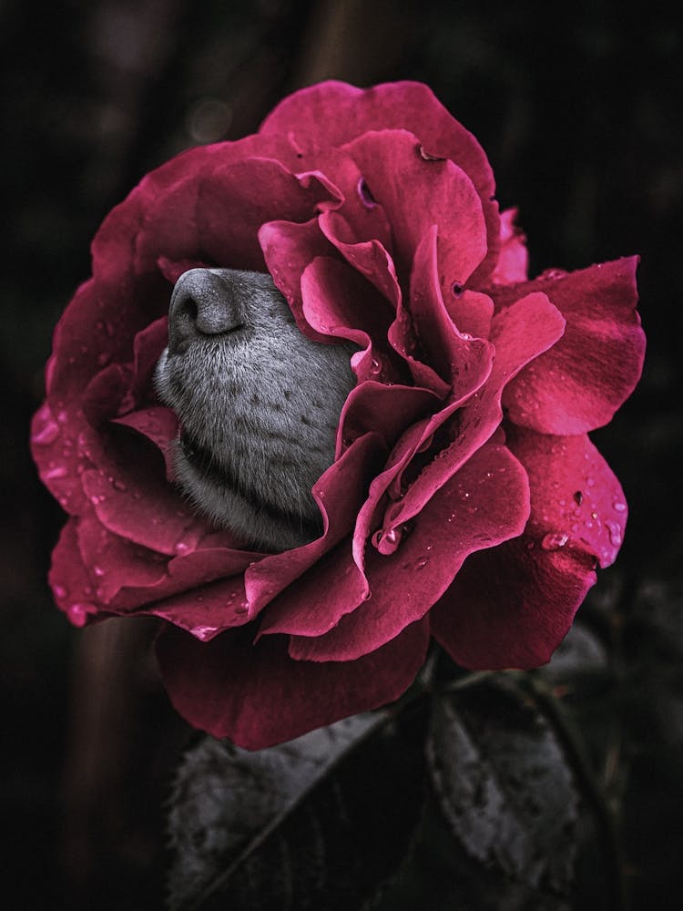 A Rose With A Dog's Nose. Surrealism
