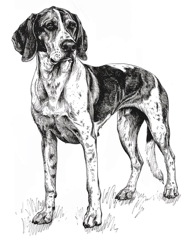 English Foxhound Dog Line Sketch 1